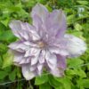 Clematis Proteus (wielkokwiatowy) PEŁNY poj. 2l