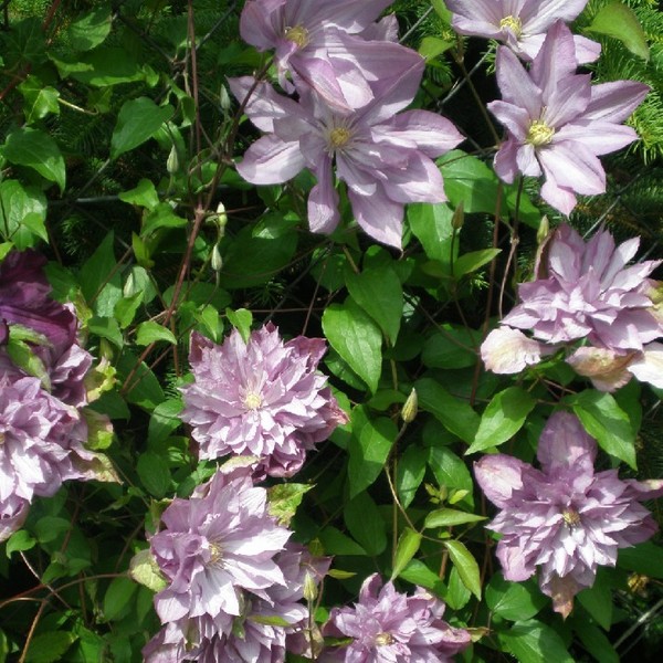 Clematis Proteus (wielkokwiatowy) PEŁNY poj. 2l - obrazek 2