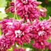 Clematis Purpurea Plena Elegans (viticella) P9/C1