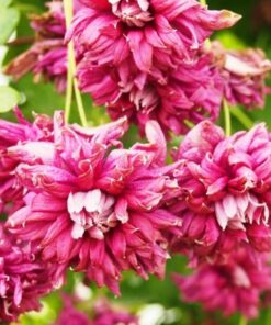 Clematis Purpurea Plena Elegans (viticella) poj, 4l - obrazek 4