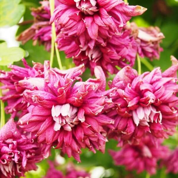 Clematis Purpurea Plena Elegans (viticella) poj, 4l - obrazek 4