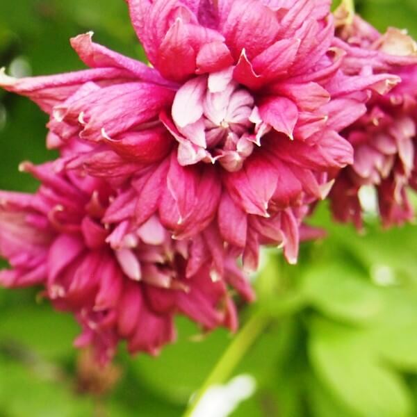 Clematis Purpurea Plena Elegans (viticella) poj, 4l - obrazek 3
