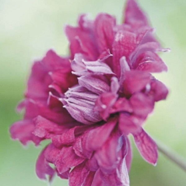Clematis Purpurea Plena Elegans (viticella) poj, 4l