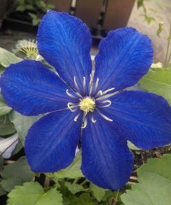 Clematis Rhapsody poj. 2L - obrazek 4