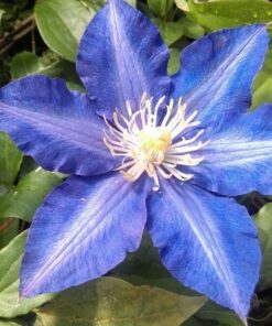 Clematis Rhapsody poj. 2L