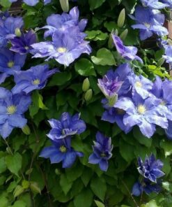 Clematis Rhapsody poj. 2L - obrazek 3