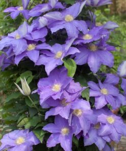 Alternative view of Clematis Rhapsody P9/C1