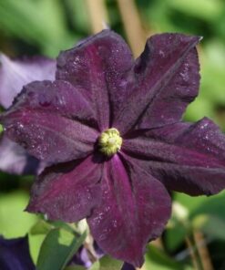 Clematis Romantica w poj, 2l - obrazek 4