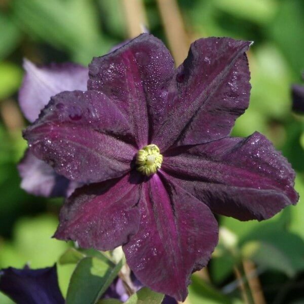 Clematis Romantica w poj, 2l - obrazek 4