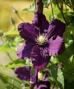 Clematis Romantica w poj, 2l - obrazek 3