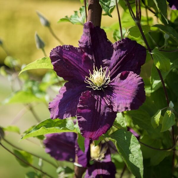 Clematis Romantica w poj, 2l - obrazek 3