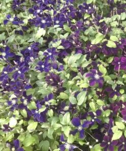 Alternative view of Clematis Romantica w poj, 2l