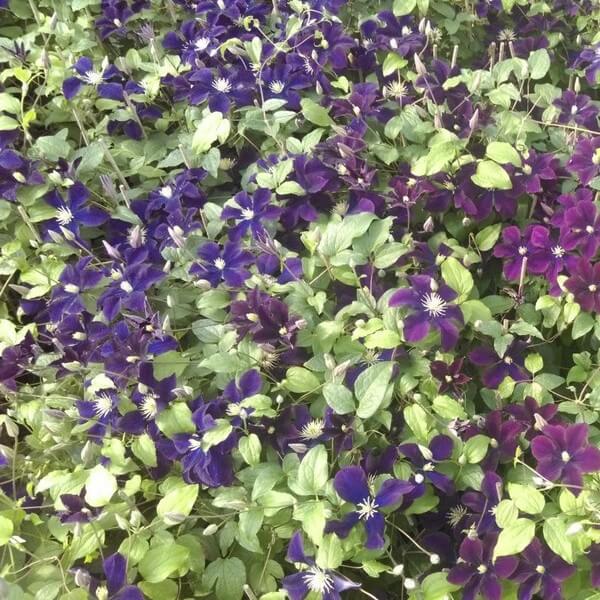 Clematis Romantica w poj, 2l - obrazek 2
