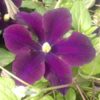 Clematis Romantica w poj, 2l