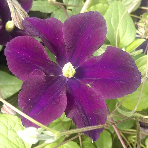 Clematis Romantica w poj, 2l