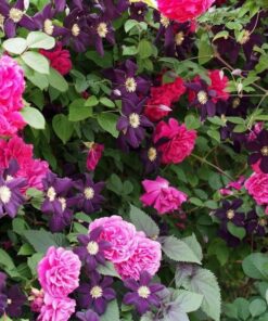 Clematis Romantica w poj, 2l - obrazek 5