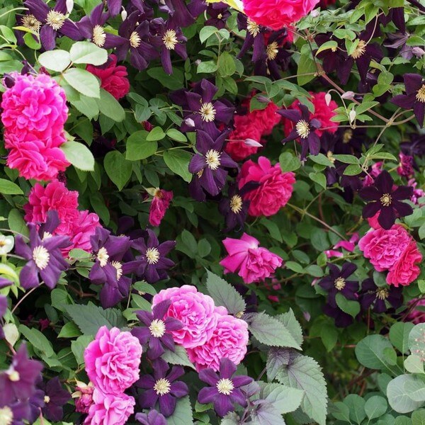 Clematis Romantica w P9/C1 - obrazek 5