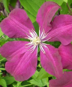 Clematis Rouge Cardinal (wielkokwiatowy) poj, 2l - obrazek 4