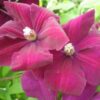 Clematis Rouge Cardinal (wielkokwiatowy) poj, 2l