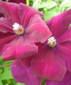 Clematis Rouge Cardinal (wielkokwiatowy) P9/C1 - obrazek 4
