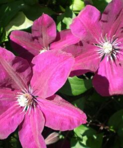 Clematis Rouge Cardinal (wielkokwiatowy) poj, 2l - obrazek 3