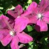 Clematis Rouge Cardinal (wielkokwiatowy) poj, 4l