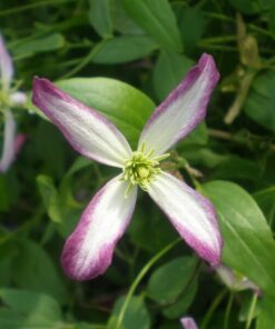 Clematis botaniczny Rubromarginata poj, 4L - obrazek 4