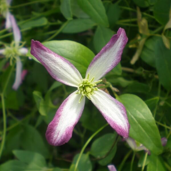 Clematis botaniczny Rubromarginata poj, 4L - obrazek 4