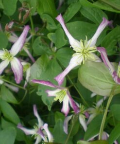 Clematis botaniczny Rubromarginata poj. 2L - obrazek 3