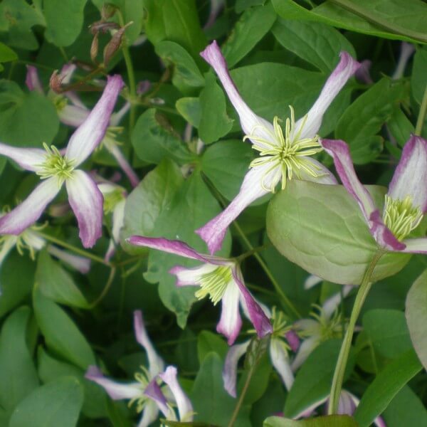 Clematis botaniczny Rubromarginata poj, 4L - obrazek 3