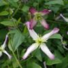 Clematis botaniczny Rubromarginata poj, 4L