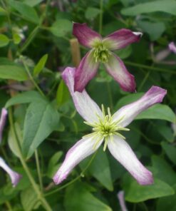 Clematis botaniczny Rubromarginata P9/C1 - obrazek 3