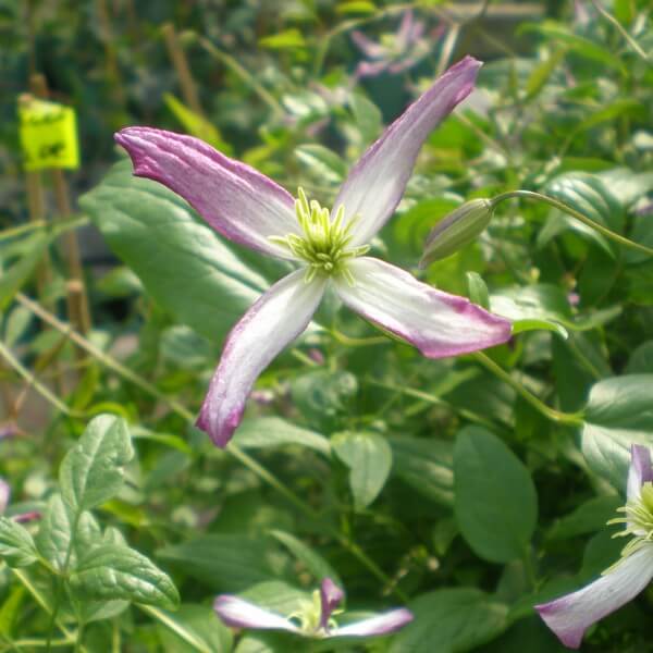 Clematis botaniczny Rubromarginata P9/C1 - obrazek 4