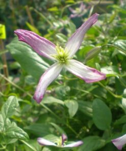 Clematis botaniczny Rubromarginata poj, 4L - obrazek 2