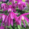 Clematis (pełny) Ruby P9/C1