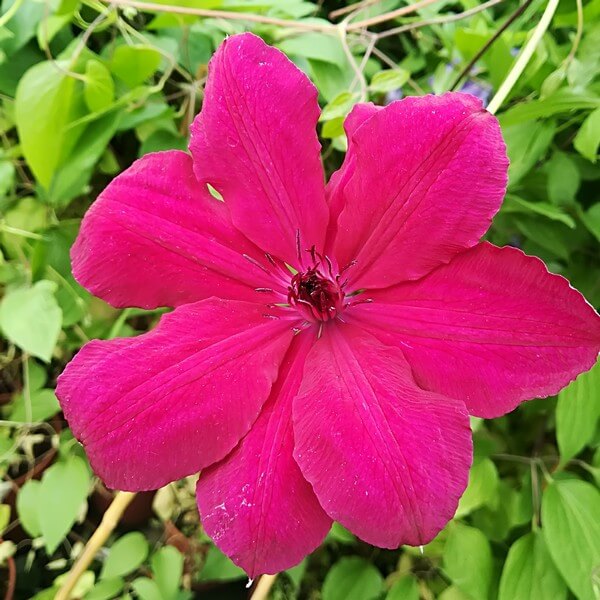 Clematis Solidarność (wielkokwiatowy) P9/C1 - obrazek 2