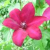 Clematis Solidarność (wielkokwiatowy) P9/C1