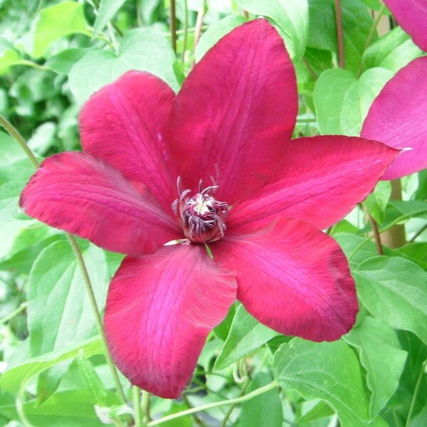 Clematis Solidarność (wielkokwiatowy) P9/C1