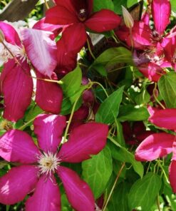 Clematis Solidarność (wielkokwiatowy) P9/C1 - obrazek 3