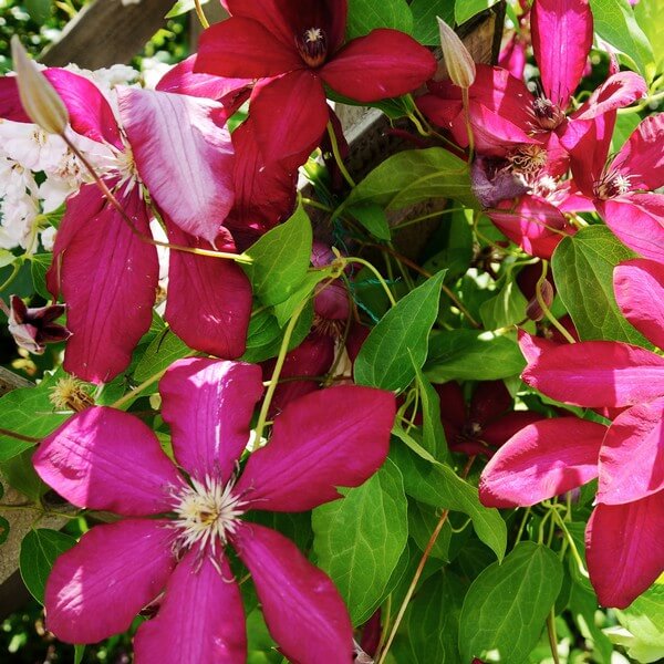 Clematis Solidarność (wielkokwiatowy) P9/C1 - obrazek 3