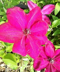 Clematis Solidarność (wielkokwiatowy) P9/C1 - obrazek 4