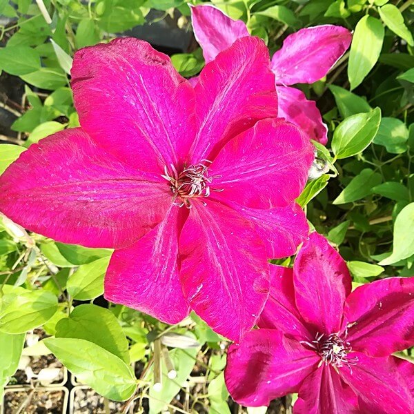 Clematis Solidarność (wielkokwiatowy) P9/C1 - obrazek 4