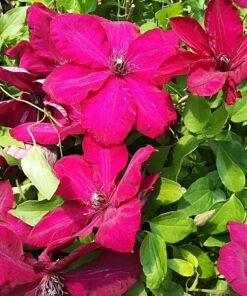 Clematis Solidarność (wielkokwiatowy) P9/C1 - obrazek 5