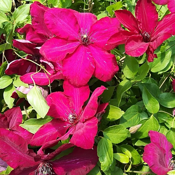 Clematis Solidarność (wielkokwiatowy) P9/C1 - obrazek 5