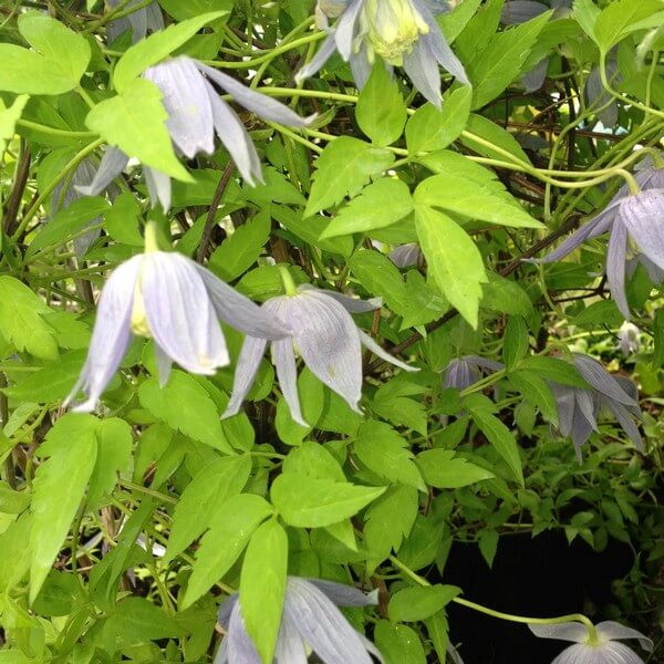 Clematis Stolwijk Gold poj, 4L - obrazek 2