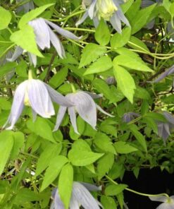 Clematis Stolwijk Gold P9/C1