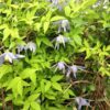 Clematis Stolwijk Gold poj, 4L