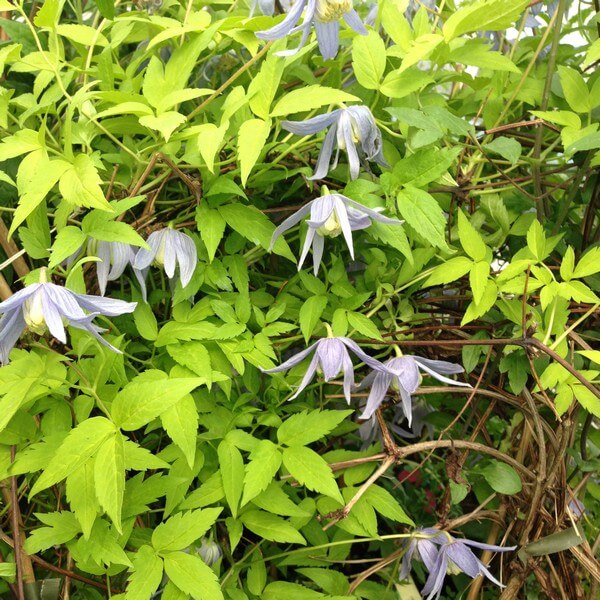 Clematis Stolwijk Gold poj, 4L