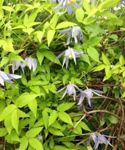 Alternative view of Clematis Stolwijk Gold P9/C1