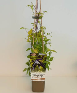 Alternative view of Clematis Stolwijk Gold poj, 2l